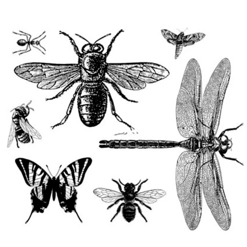 stempel insekten